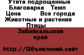 Утята подрощенные “Благоварка“,“Темп“ › Цена ­ 100 - Все города Животные и растения » Птицы   . Забайкальский край